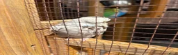 Budgerigars birds for sale: Avairy with budgies and finches in Gainsborough - Advert 4