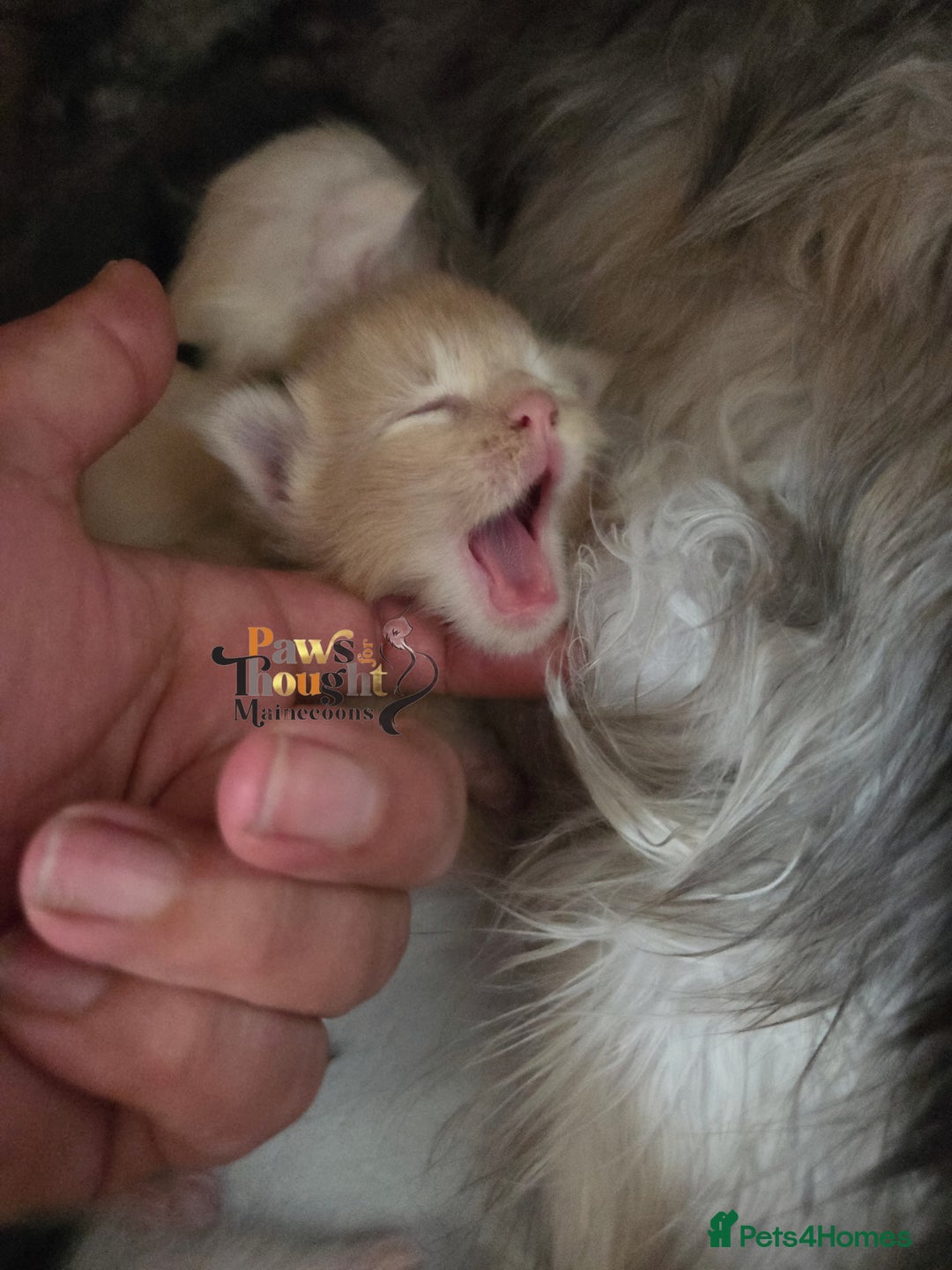 Maine Coon cats for sale: Stunning quality tica registered Mainecoon  - Image 22