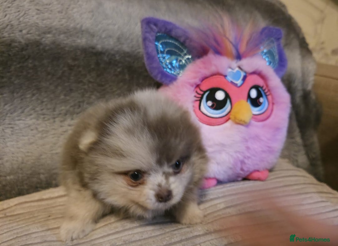 Pomeranian dogs for sale: Rare miniature Teddy face pomeranian puppies  - Image 25