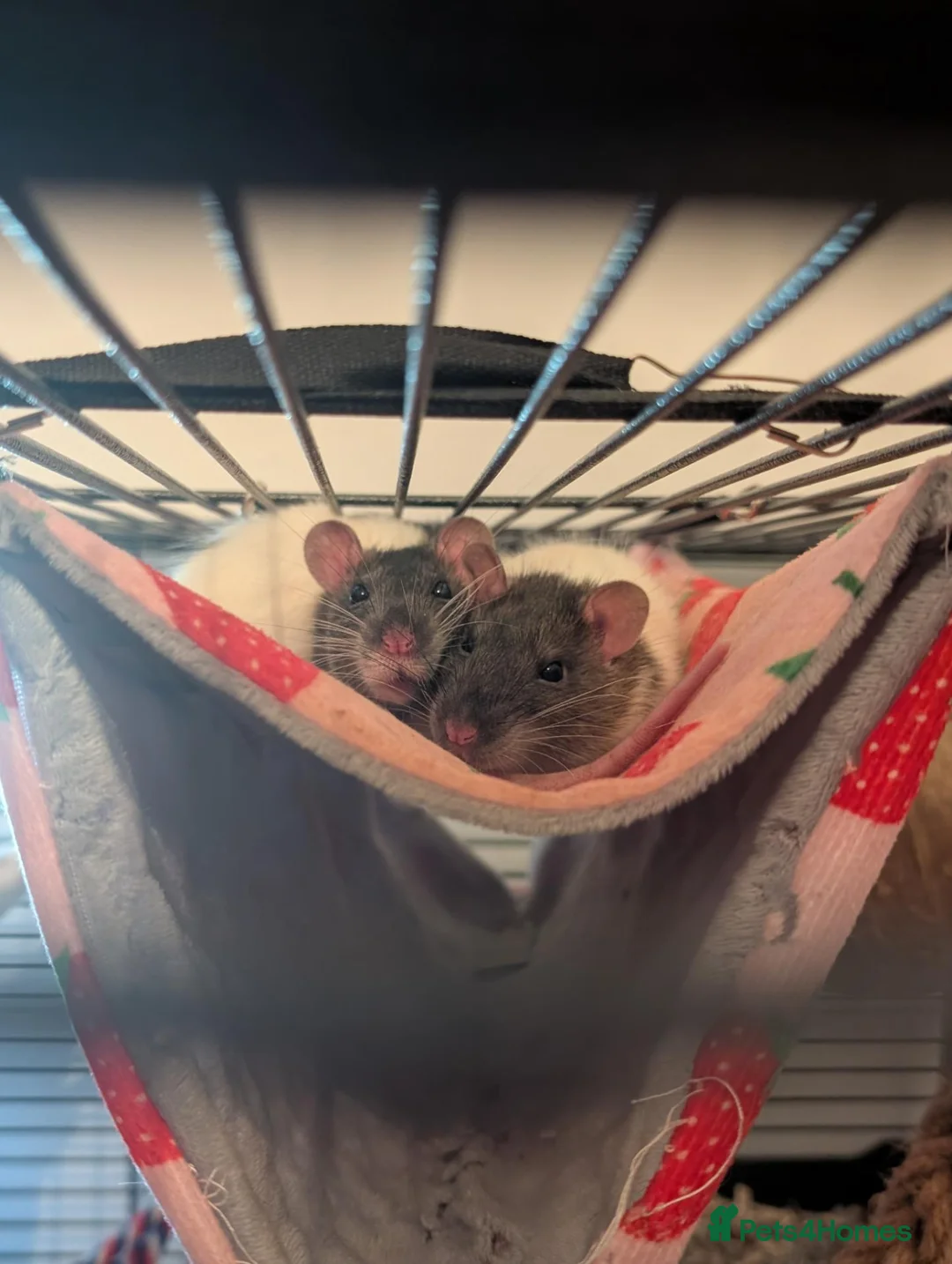 Rat rodents for sale: 4 female rats with cage and accessories  - Advert 2