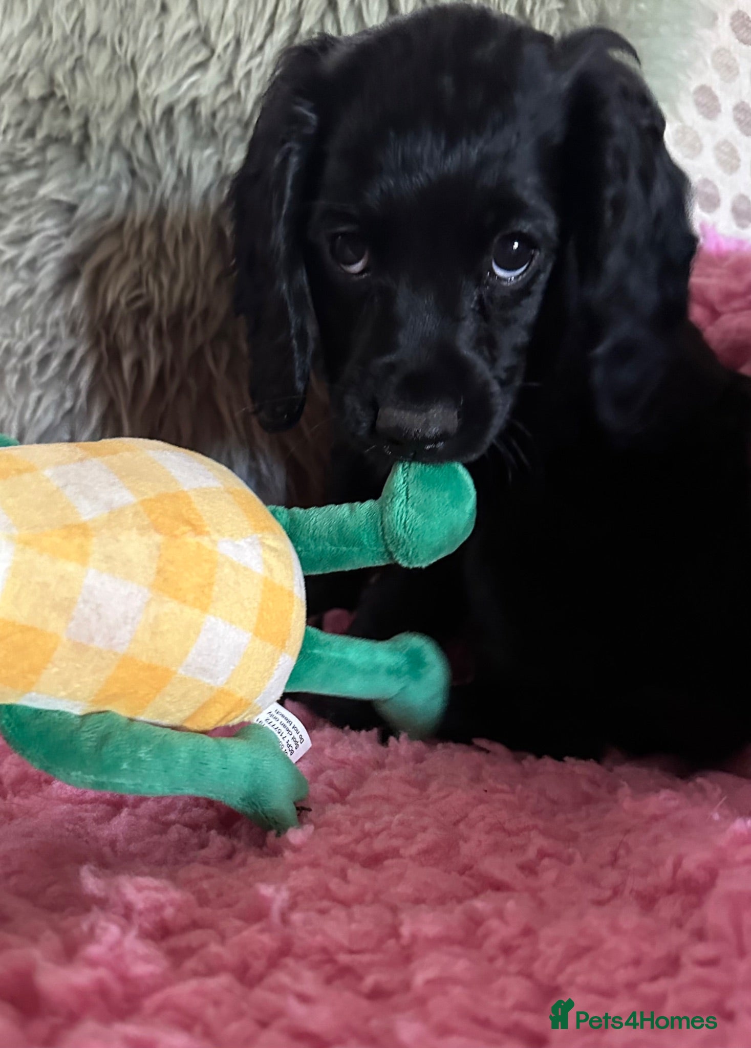 Cocker Spaniel dogs Working cocker spaniel’s - Advert 2