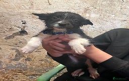 Mixed Breed dogs for sale: Collie/shepherd mix pups  - Image 10