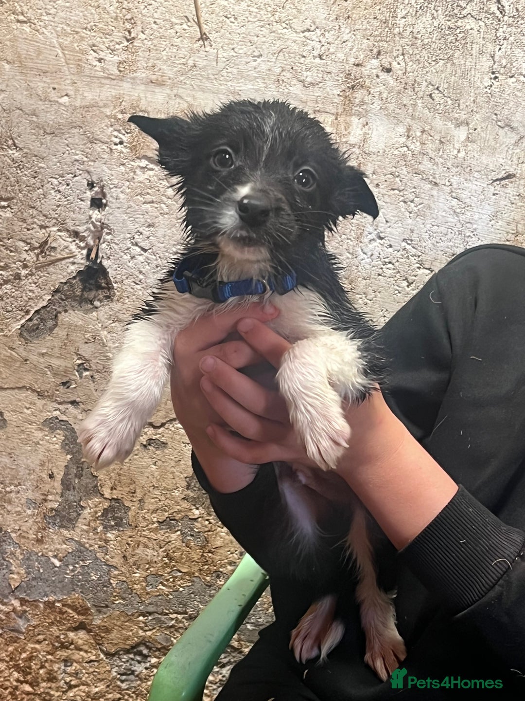 Mixed Breed dogs for sale: Collie/shepherd mix pups  - Image 10