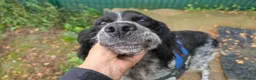 English Setter dogs for adoption: Moro  in Frinton-on-Sea - Advert 7