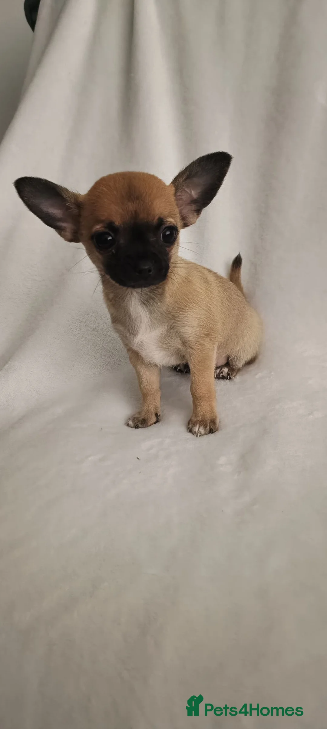 Chihuahua dogs for sale: 3 Chihuahus for sale. Available immediately. in Birmingham - Advert 25