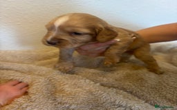 Cocker Spaniel dogs for sale: Beautiful KC working cocker spaniel puppies.  - Image 10
