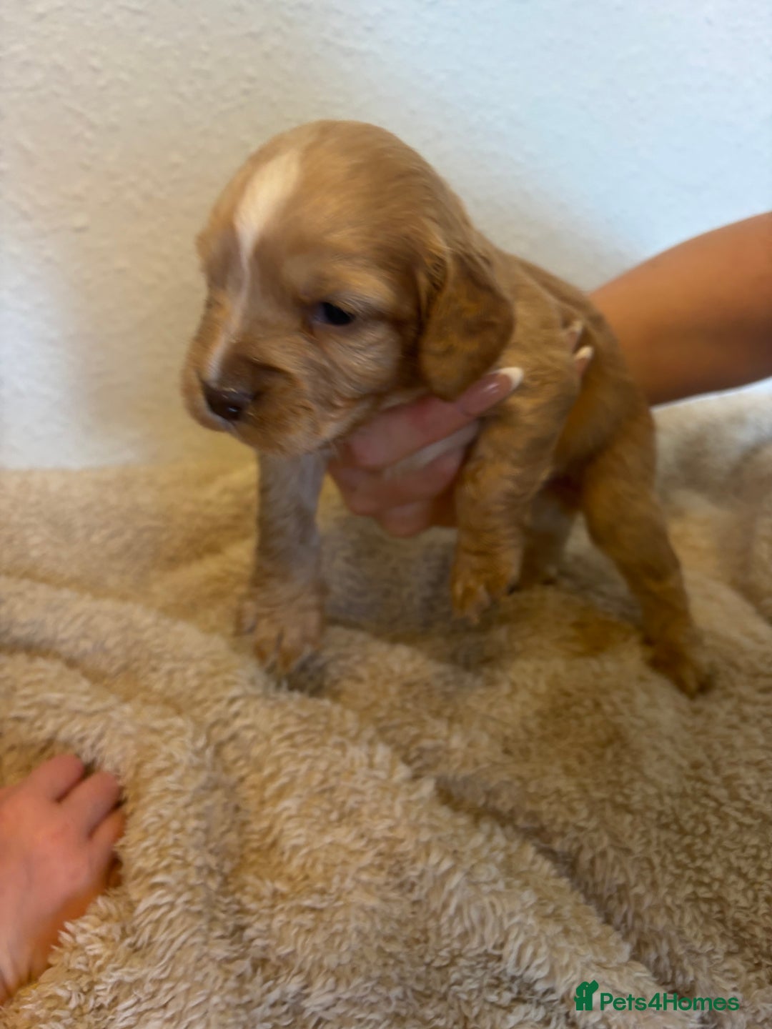 Cocker Spaniel dogs for sale: Beautiful KC working cocker spaniel puppies.  - Image 10
