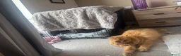 British Longhair cats for sale: Ginger Britishlong hair registered  - Advert 2