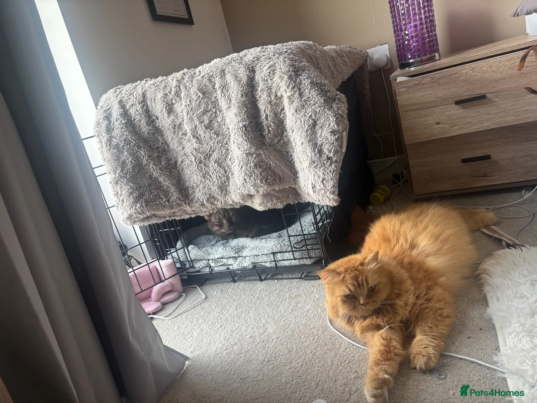 British Longhair cats for sale: Ginger Britishlong hair registered  - Advert 2