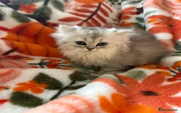 Scottish Fold cats for sale: Now Taking Reservations Scottish Straight  - Image 28