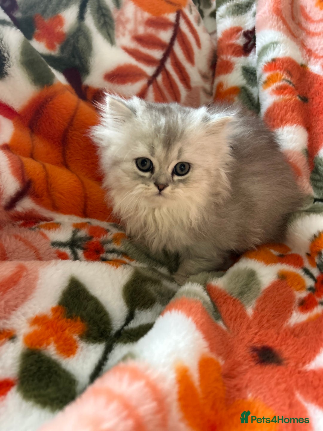 Scottish Fold cats for sale: Now Taking Reservations Scottish Straight  - Image 28