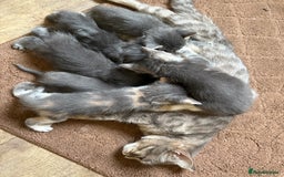 Domestic Shorthair cats for sale: Half bengal - Image 15