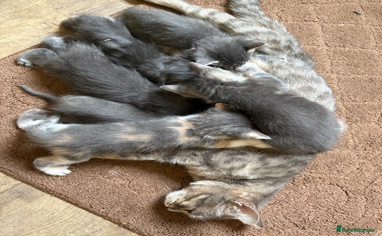 Domestic Shorthair cats - Advert 1