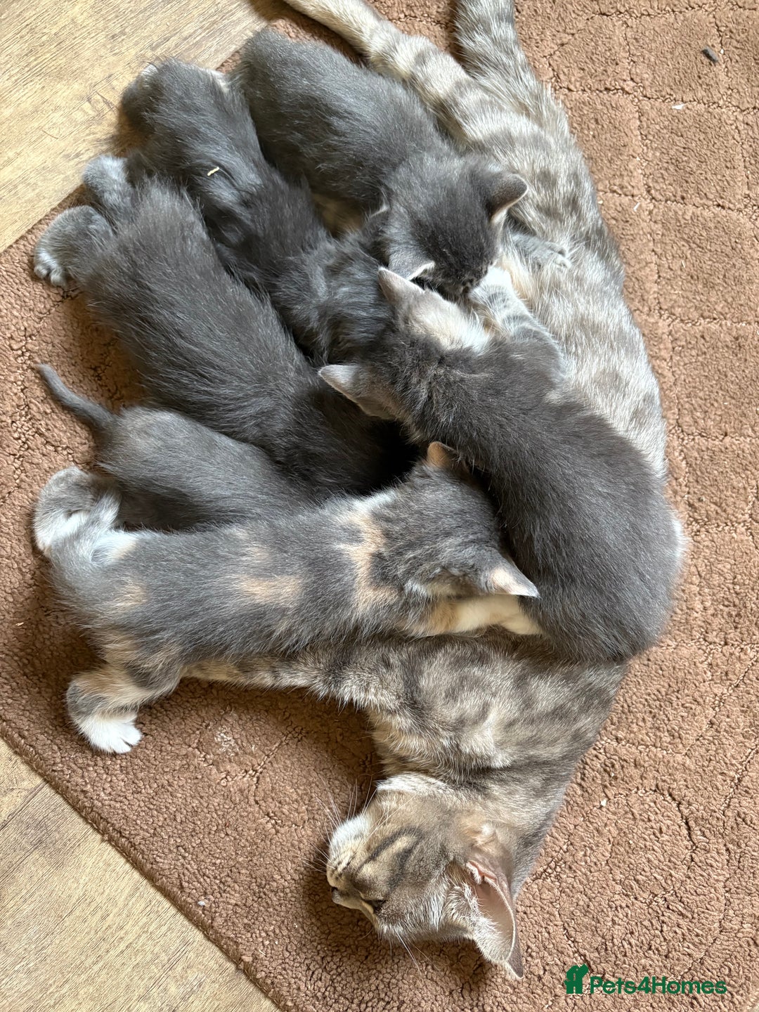 Domestic Shorthair cats for sale: Half bengal - Image 15