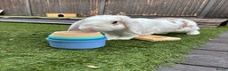 Mixed Breed rabbits for sale: Male rabbit  - Advert 1