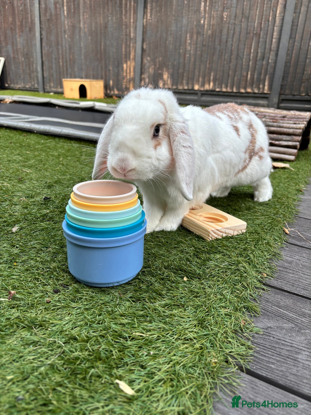 Mixed Breed rabbits for sale: Male rabbit  - Advert 1