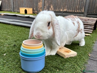 Mixed Breed rabbits Male rabbit - Advert 1