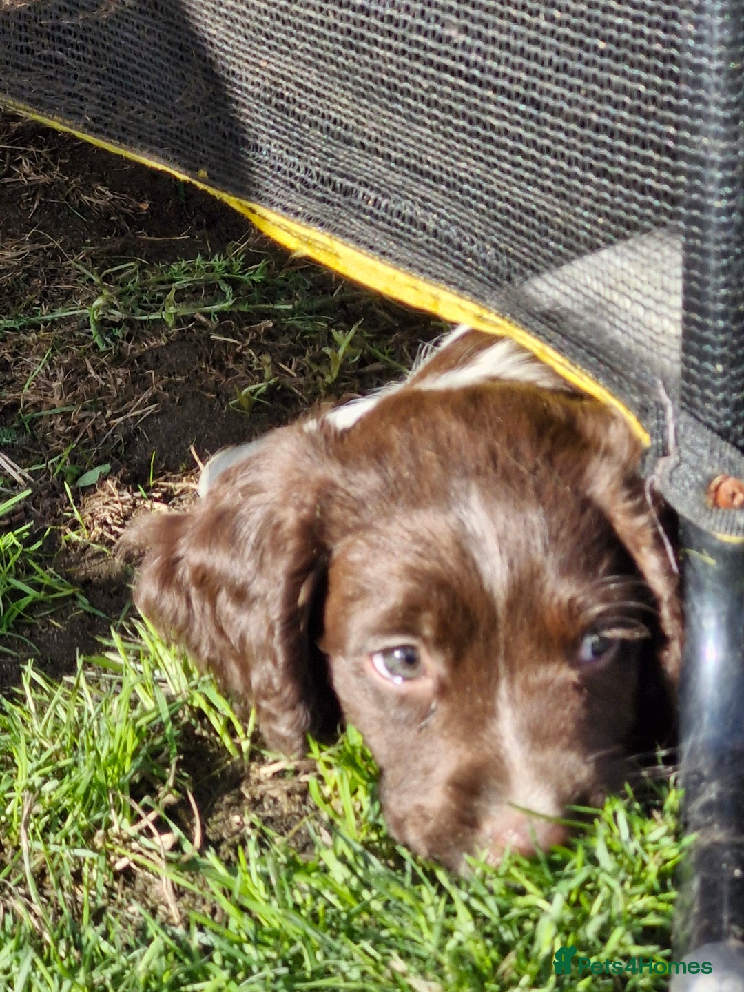 English Springer Spaniel dogs for sale: KC registered English Springer Spaniel - Image 24