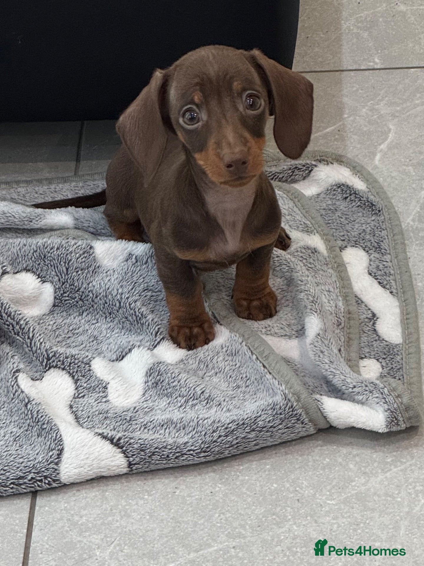 Miniature Dachshund dogs Only one little girl available.KC mini dachshunds - Advert 1