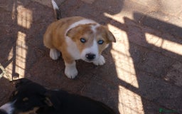 Border Collie dogs for sale: Red, and blue merle, tri, b/w collies farm reared - Image 14