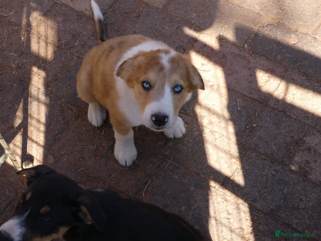 Border Collie dogs for sale: Red, and blue merle, tri, b/w collies farm reared - Image 14