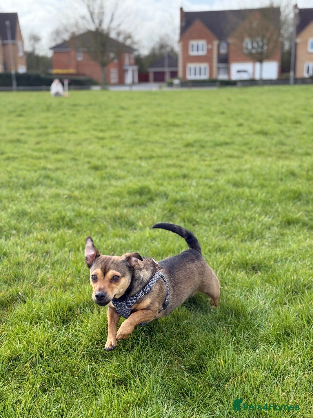 Jack Russell dogs for sale: Jack Russell 2 year old bitch - Image 2