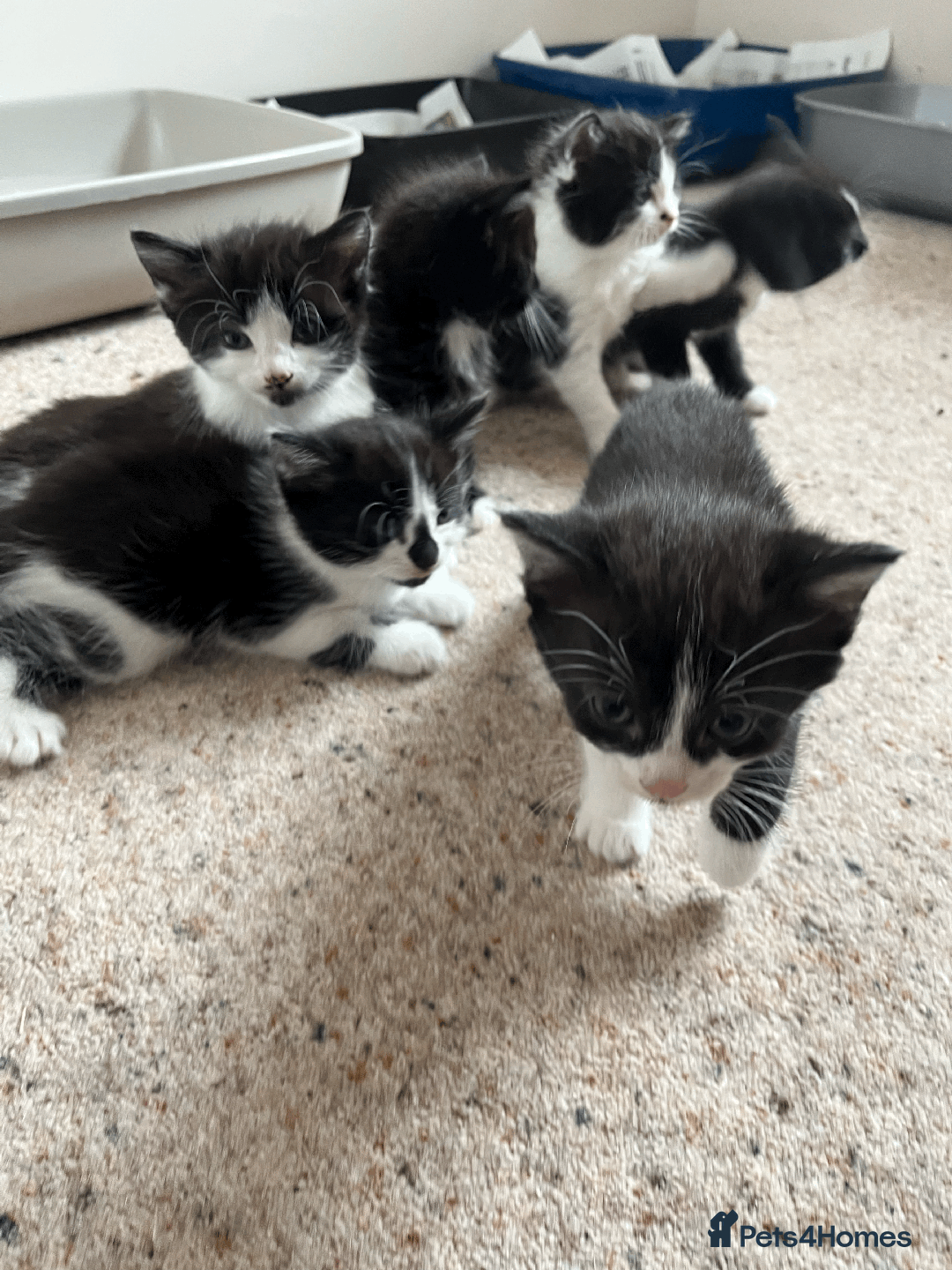 British Shorthair cats for sale: kittens shorthair mix breed in Shifnal - Image 10