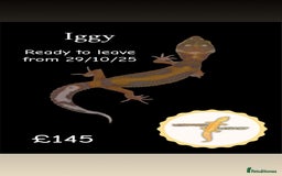 Leopard Gecko reptiles for sale: Multiple leopard gecko babies for quick sale!  - Image 5