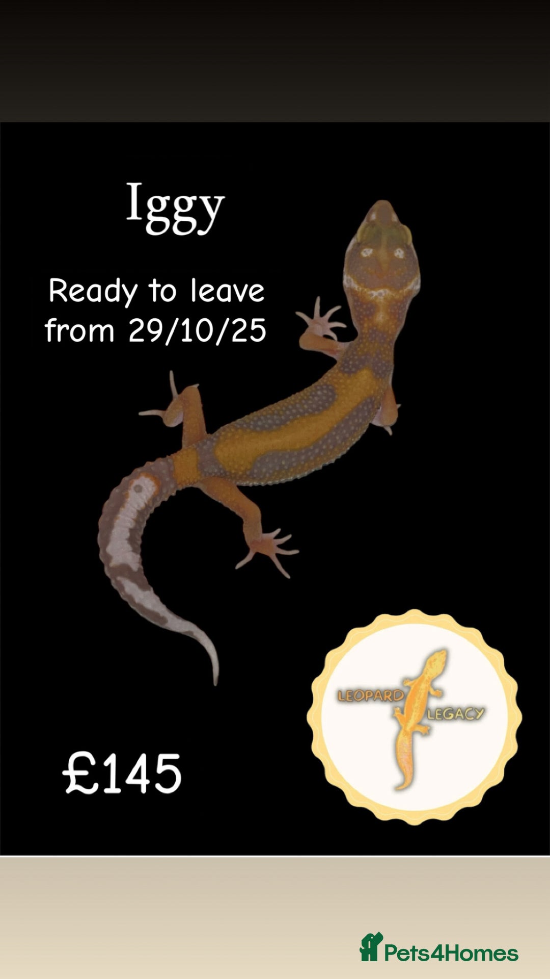 Leopard Gecko reptiles for sale: Multiple leopard gecko babies for quick sale!  - Image 5