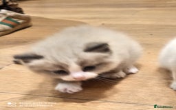 Siberian cats for sale: #4 lovely Siberian male kittens  - Image 12