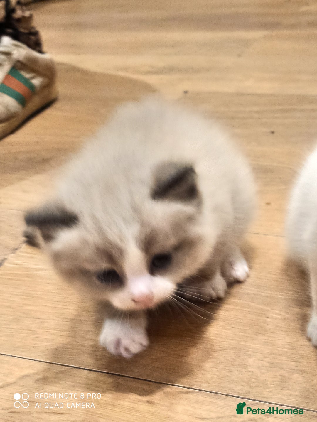 Siberian cats for sale: #4 lovely Siberian male kittens  - Image 12