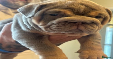English Bulldog dogs - Advert 8