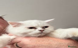 Perdoll cats for sale: Persian/Ragdoll boys  - Image 5