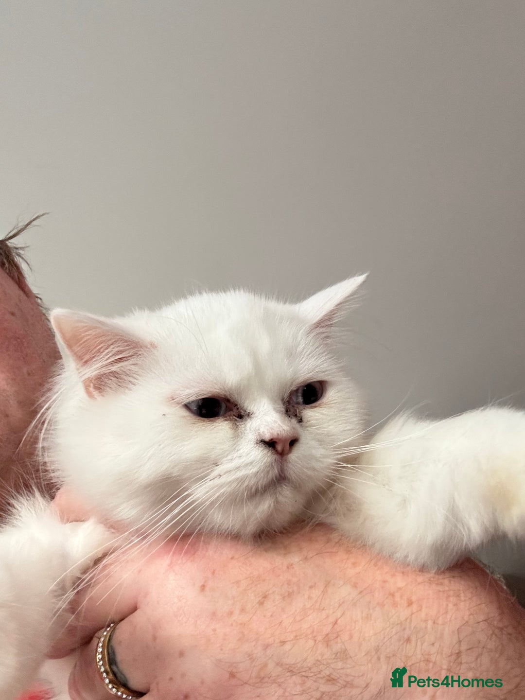 Perdoll cats for sale: Persian/Ragdoll boys  - Image 5