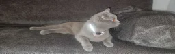 British Shorthair cats for sale: British Shorthair Lilac Female – 1 Year Old - Advert 4