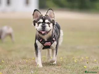 French Bulldog dogs KC Reg EA Husky 18 months Old Female. - Advert 1