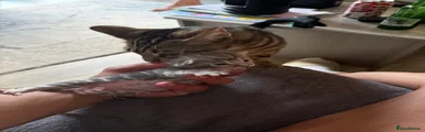 Grey tabby boy