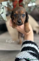 Miniature Dachshund dogs - Advert 1
