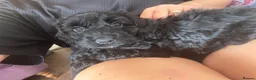 Cockapoo dogs for sale: *READY TO LE F1 cockapoo-health tested parents - Advert 15