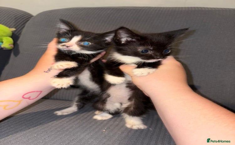 Mixed Breed cats - Advert 2