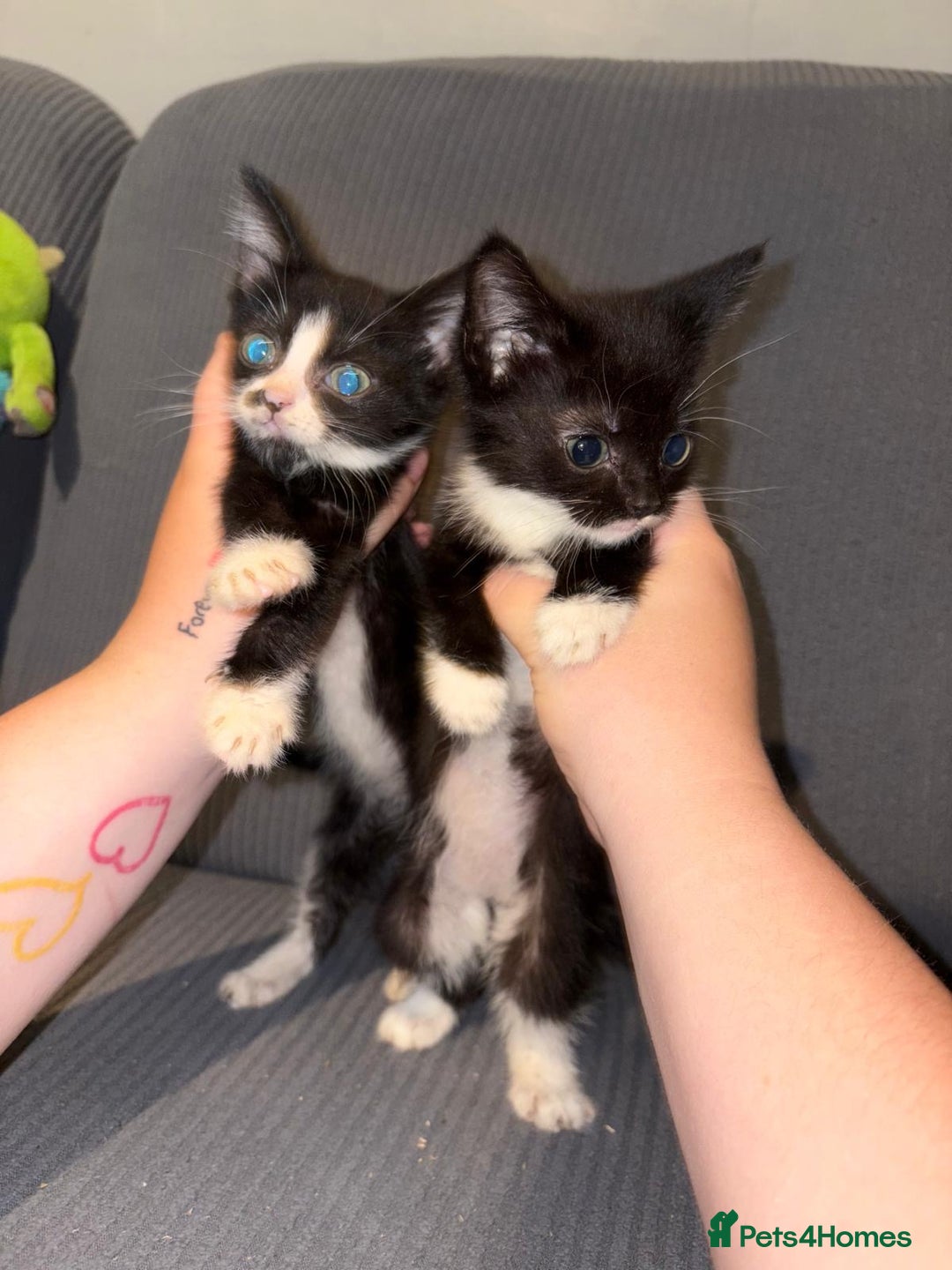 Mixed Breed cats for sale: Mix of cats to go asap (fr33 to good home)  - Image 1