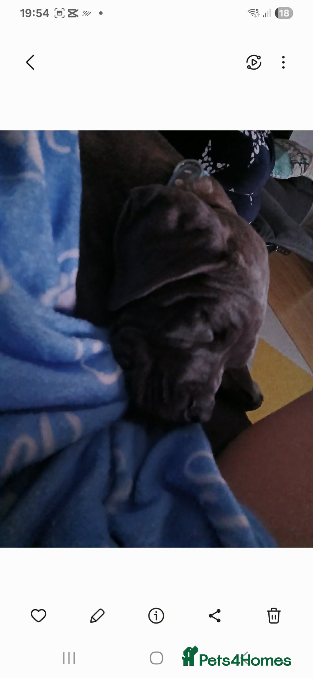 Mixed Breed dogs for sale: 5 months dog - Advert 3