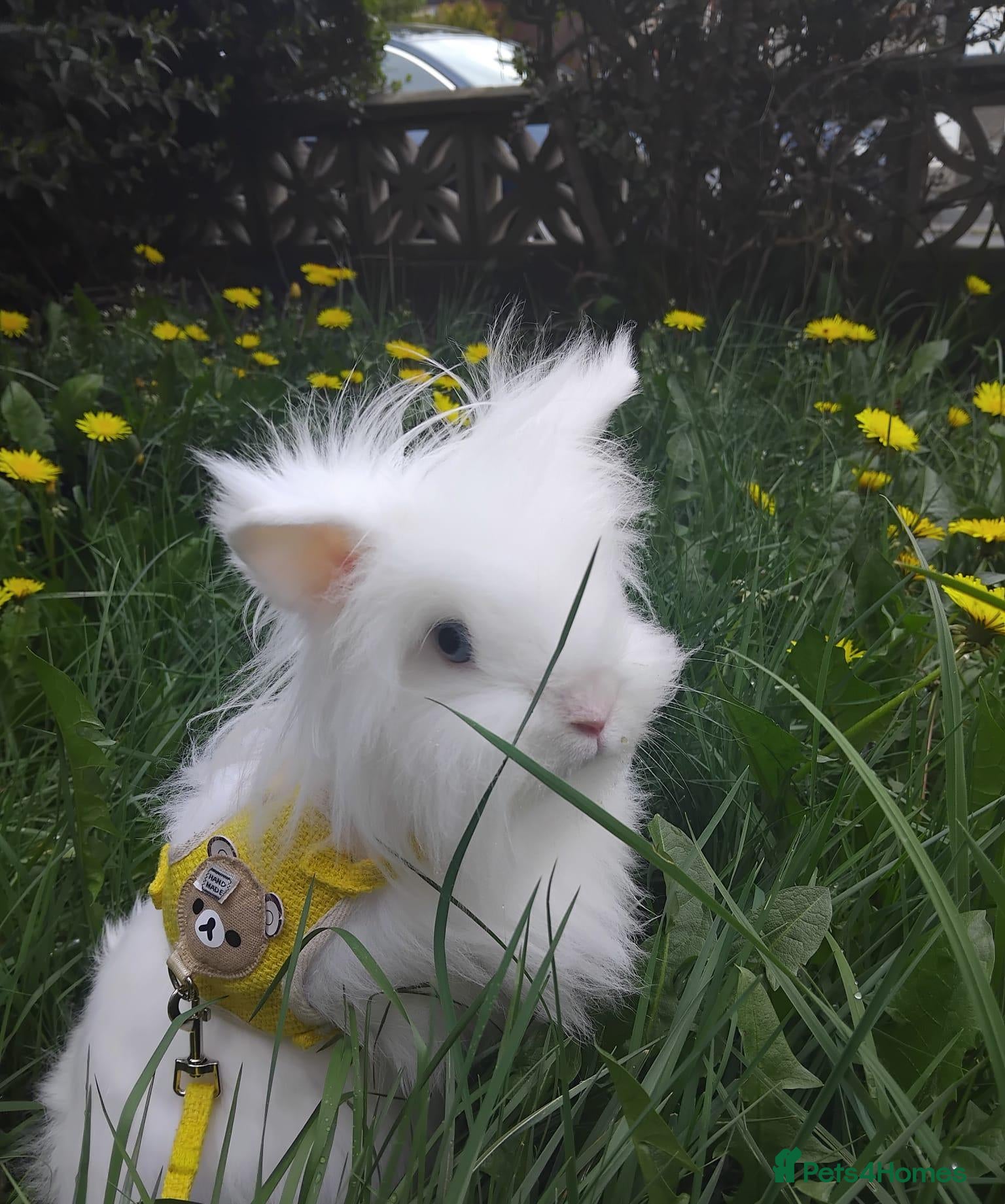 Lionhead rabbits cute female bunny for sale - Advert 1