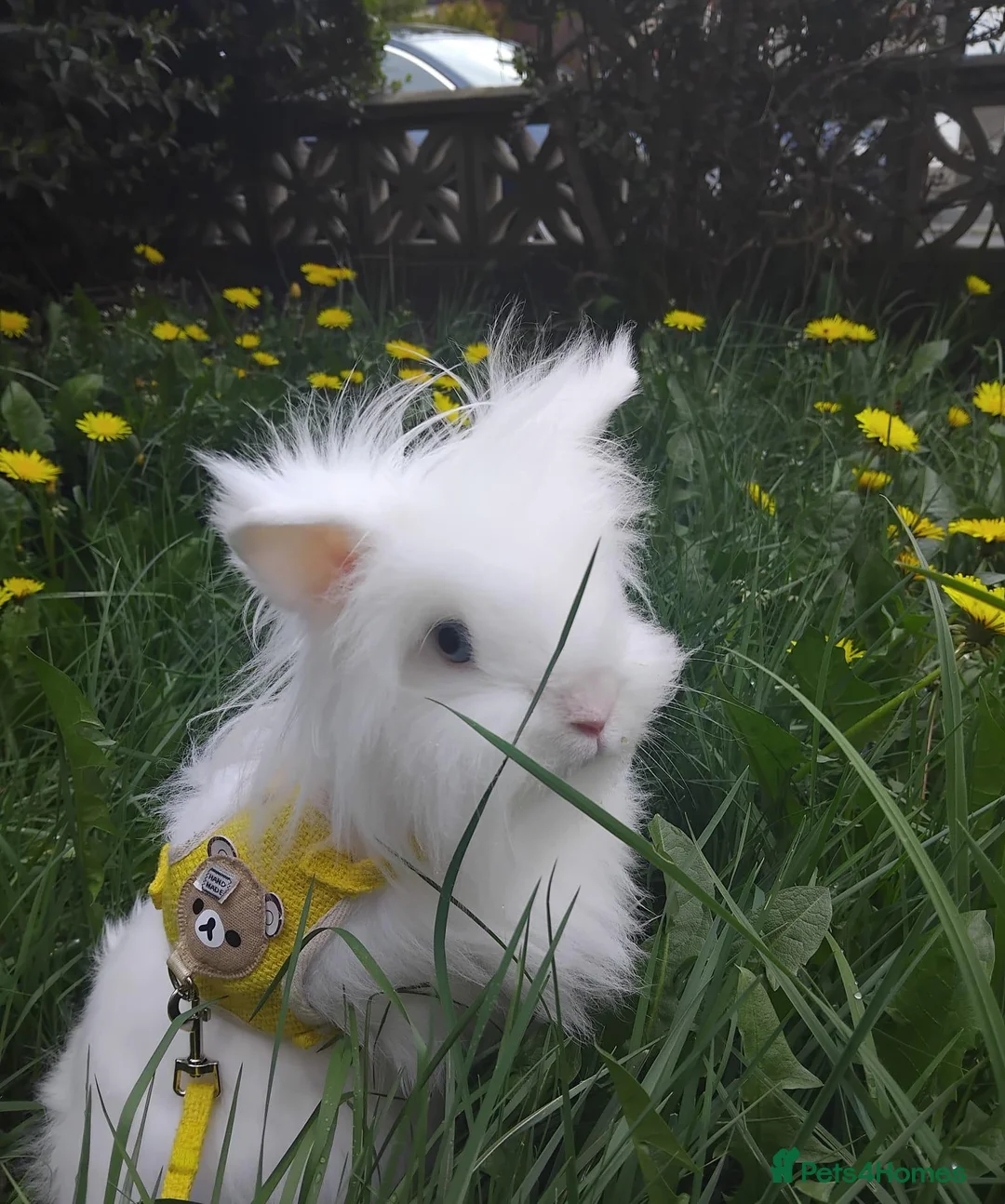 Lionhead rabbits for sale: cute female bunny for sale - Advert 1