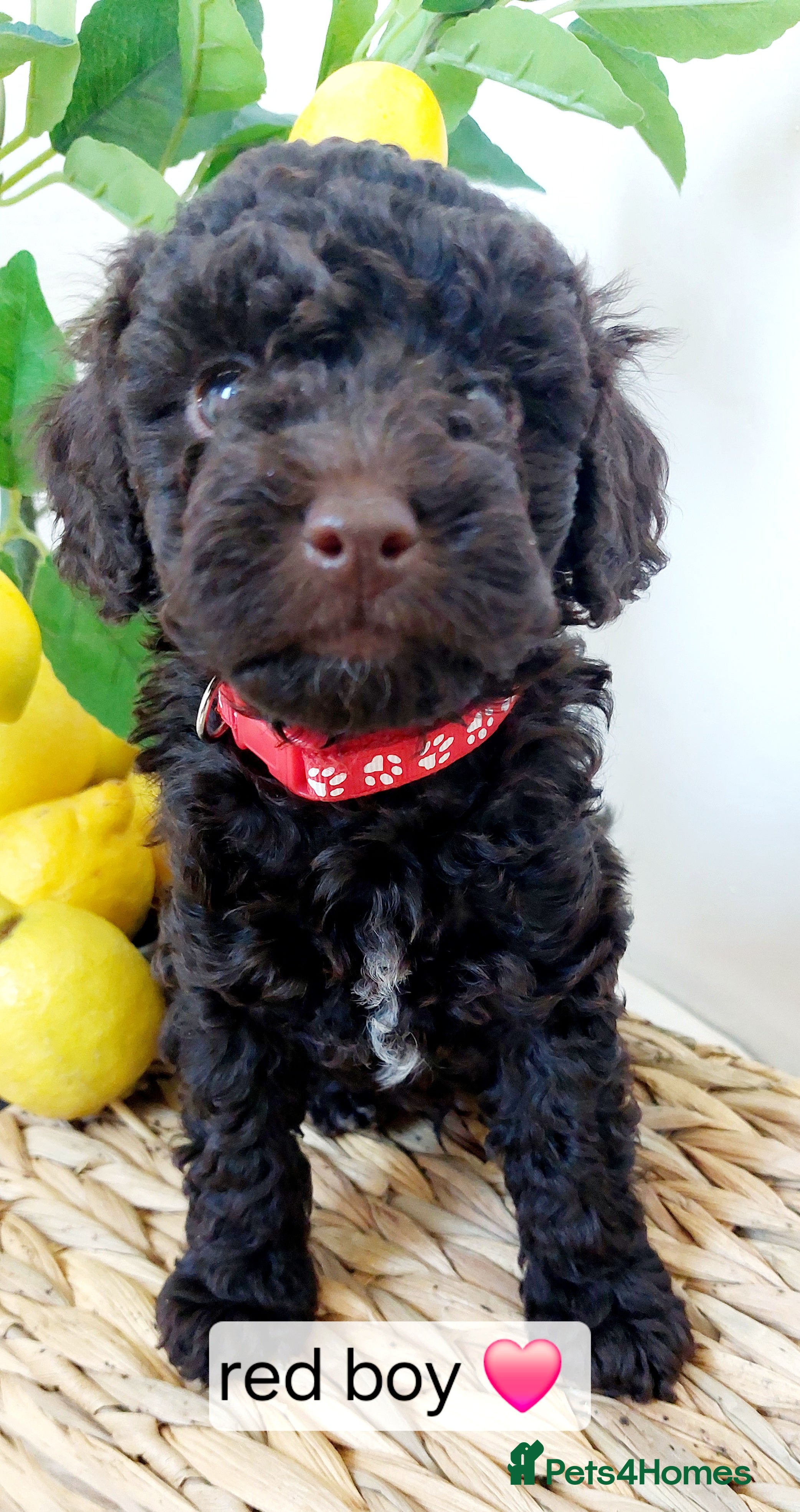 Toy Poodle dogs ⭐️⭐️⭐️⭐️⭐️ 5 star toy poodle puppies ⭐️⭐️⭐️⭐️ - Advert 2