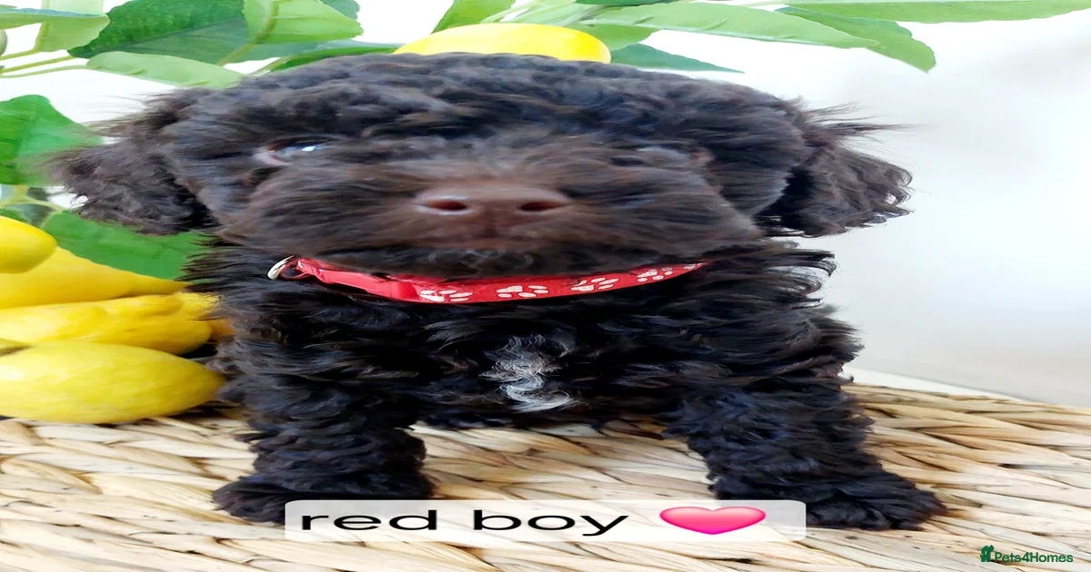 Toy Poodle Puppies for sale | Pets4Homes