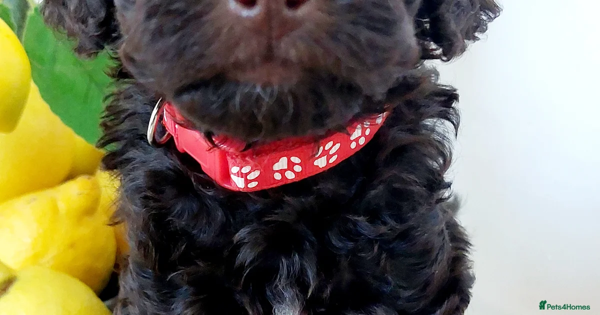 Toy Poodle Puppies for sale | Pets4Homes