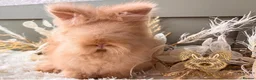 Angora rabbits for sale: 3 BEAUTIFUL VACCINATED ANGORAS READY NOW - Advert 7