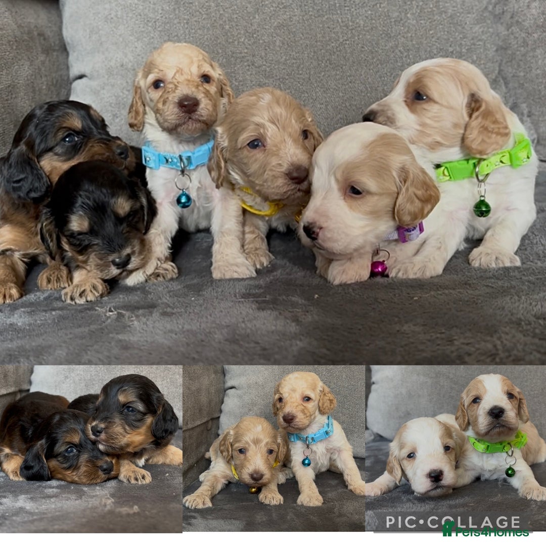 Cockapoo dogs for sale: stunning cockapoo puppies  - Image 24