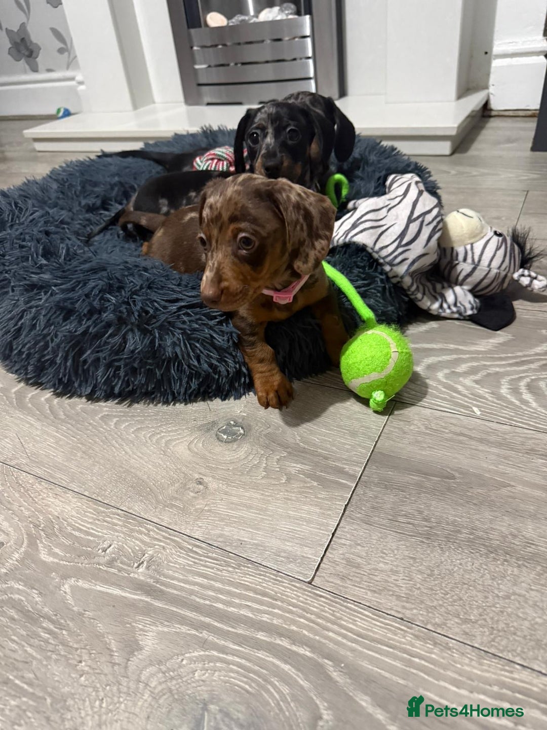 Miniature Dachshund dogs for sale: 8 Week Old Miniature Dachshund Puppies  - Advert 16